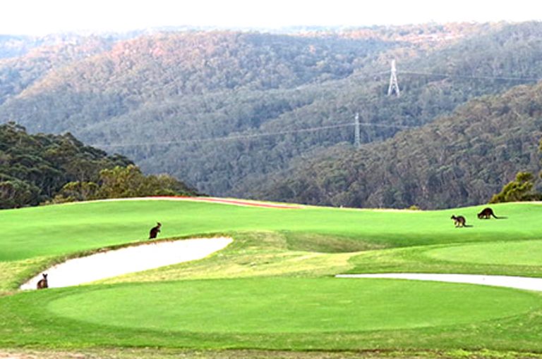 North Turramurra Golf Course in NSW, image of kangaroos on the course